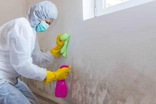 Trusted Five Points, OH Mold Removal Services Experts